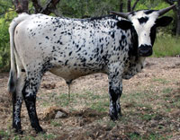 Photo of D-H Tigua, a registered Texas Longhorn