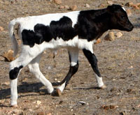 D-H Tonkawa's 2011 calf