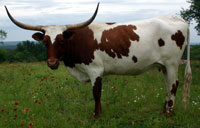 Tonkawa, May 2007