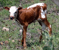 D-H Tonkawa 2010 calf