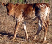 Trails Gait's 2011 calf