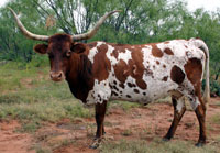 Trails Gait, a registered Texas Longhorn cow