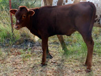 Trails Gait Calf 2009