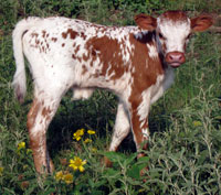 D-H Wildflower's 2010 calf