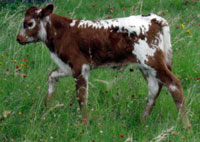 D-H Yarrow's 2010 calf