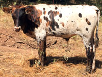 Pretty Girl's 2016 bull calf