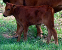Hanky Panky's 2010 calf