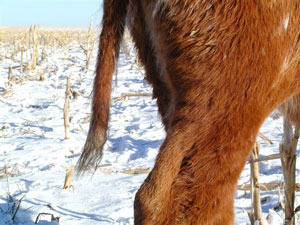 Photo of the tail of a Texas Longhorn cow with reduced-switch syndrome